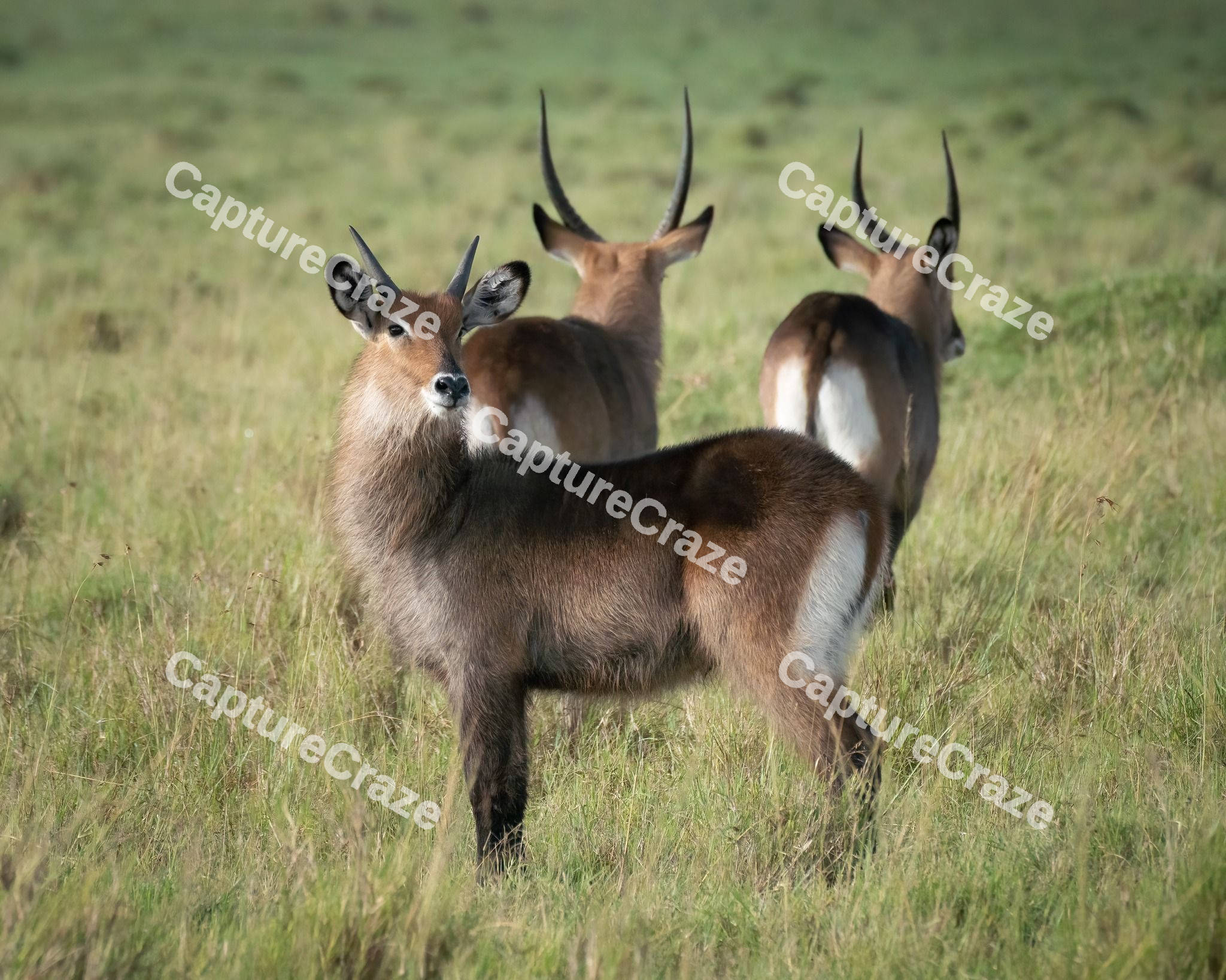 Waterbuck in a grassy field